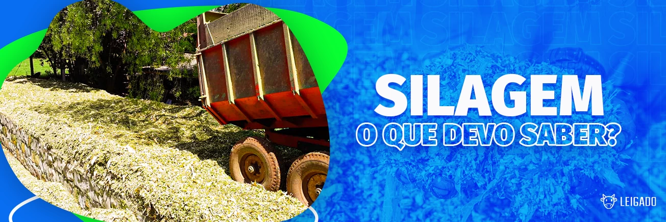 Image de Capa: Silagem, o que devo saber?
