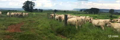Melhore o bem-estar da cria com a desmama lado a lado