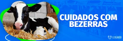 Cuidados com Bezerras